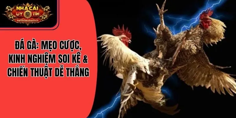 Đá Gà: Mẹo Cược, Kinh Nghiệm Soi Kê & Chiến Thuật Dễ Thắng