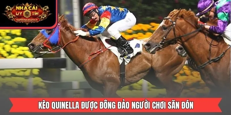 Kèo Quinella được đông đảo người chơi săn đón