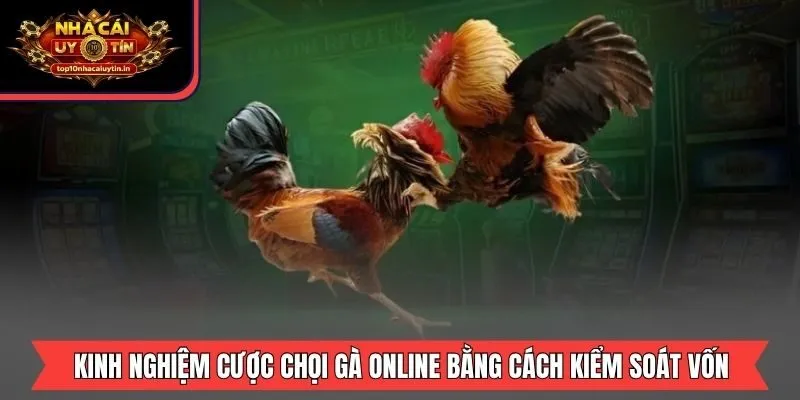 Kinh nghiệm cược chọi gà online bằng cách kiểm soát vốn