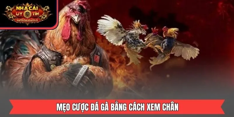 Mẹo cược đá gà bằng cách xem chân