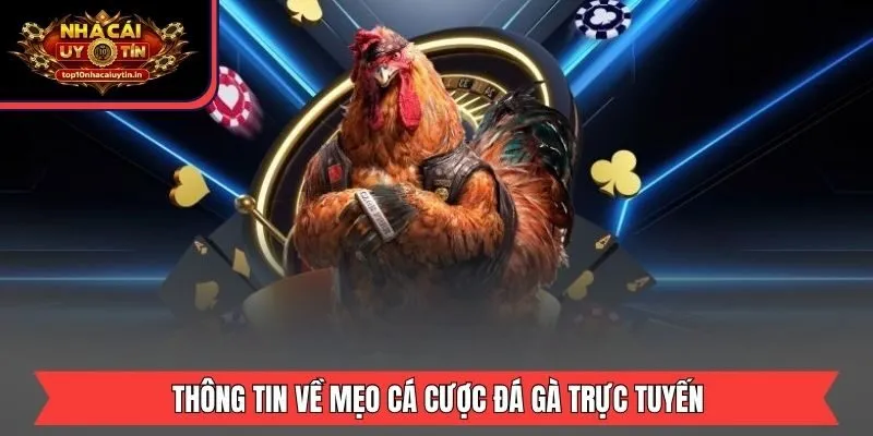 Thông tin về mẹo cá cược đá gà trực tuyến